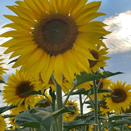 Сasa de vacaciones Piccolo Fienile *